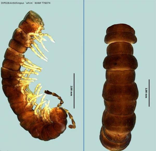 Millipede dorsal and lateral view