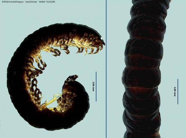 Millipede dorsal and lateral view