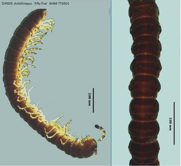 Millipede dorsal and lateral view