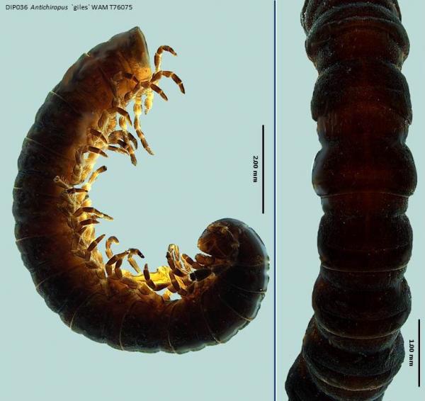 Millipede dorsal and lateral view