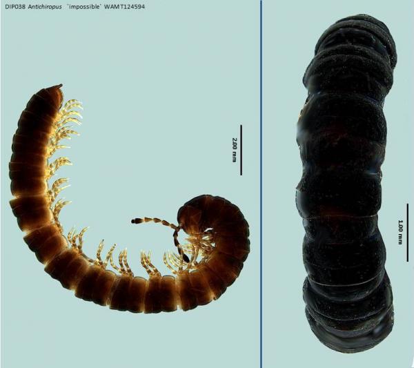 Millipede dorsal and lateral view