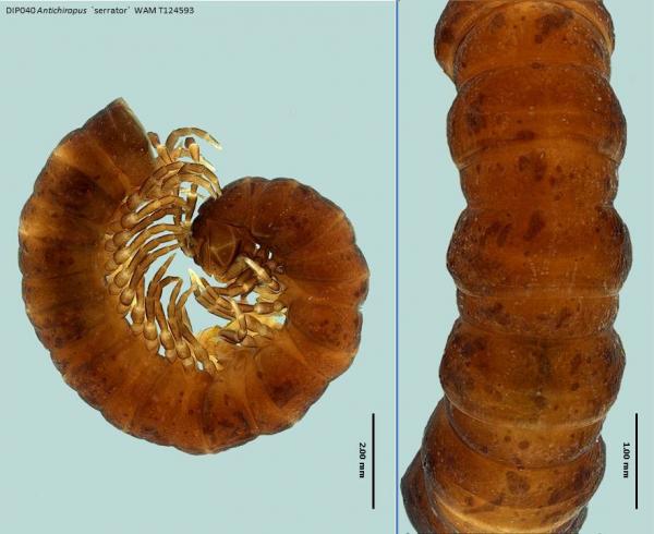 Millipede dorsal and lateral view