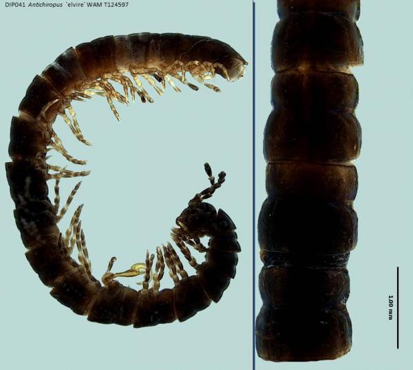 Millipede dorsal and lateral view