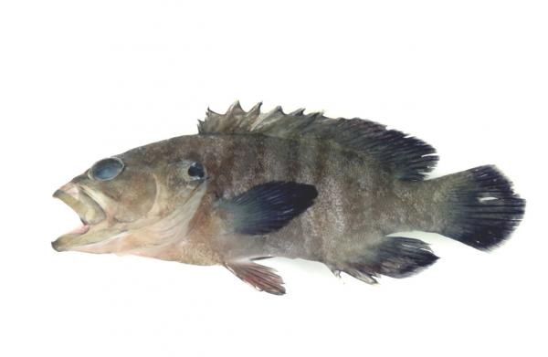 Image of <i>Cephalopholis boenak</i>