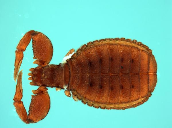 pseudoscorpion