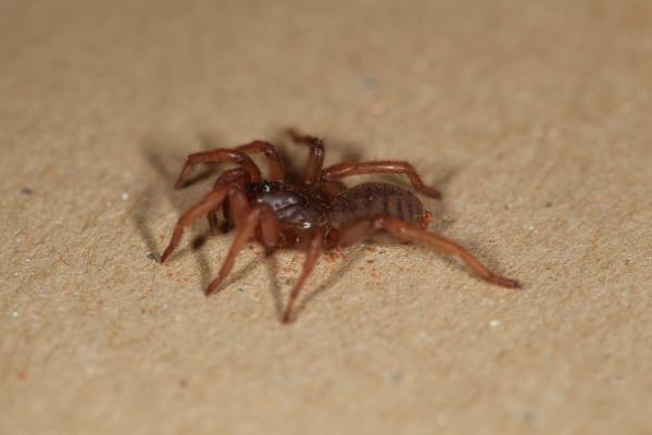 Image of spider