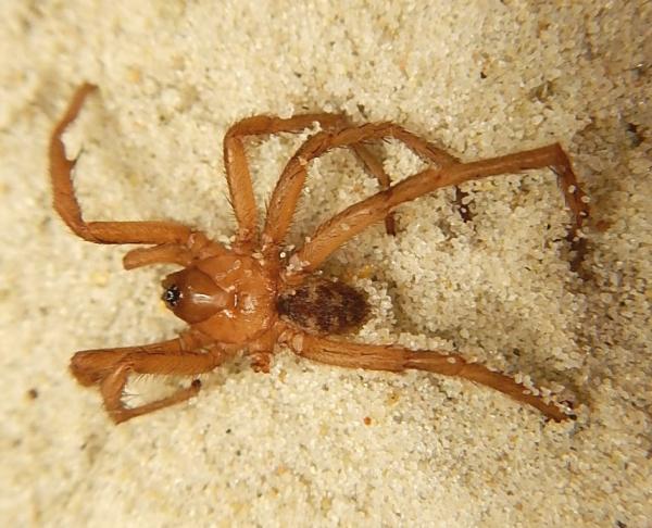 Image of spider