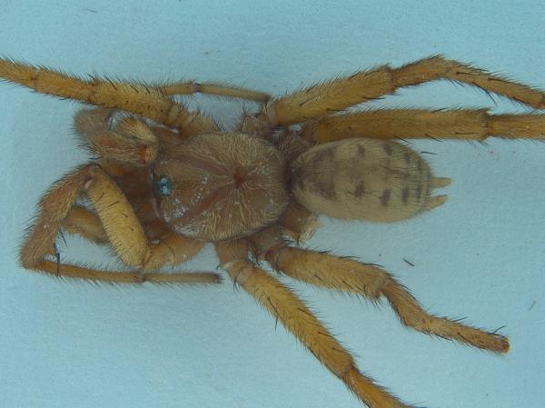 Image of spider