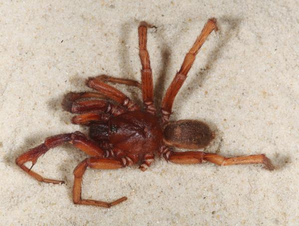 Image of spider