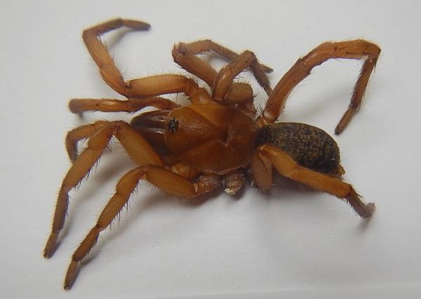 Image of spider