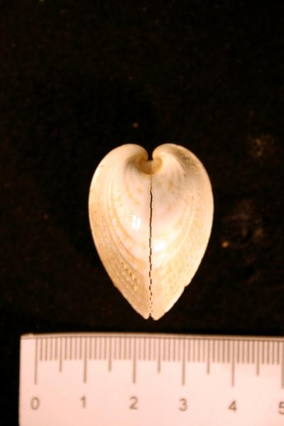 Image of <i>Lunulicardia retusa</i>
