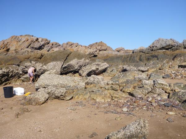 Image of <i>Saccostrea</i> band in the intertidal