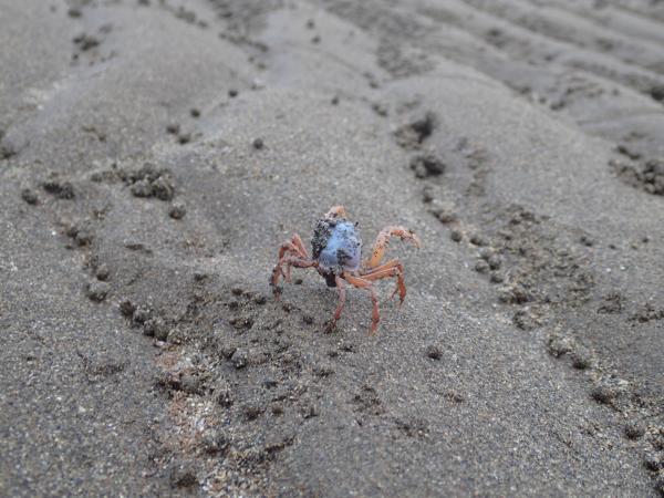 Image of soldier crab