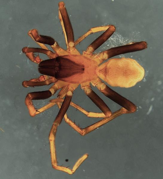 Image of spider