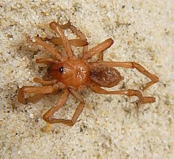 Image of spider