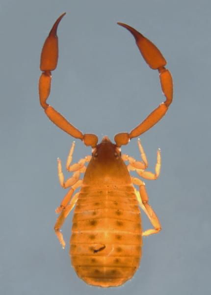 Pseudoscorpion dorsal view