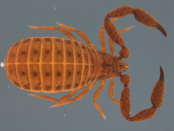 Pseudoscorpion dorsal view