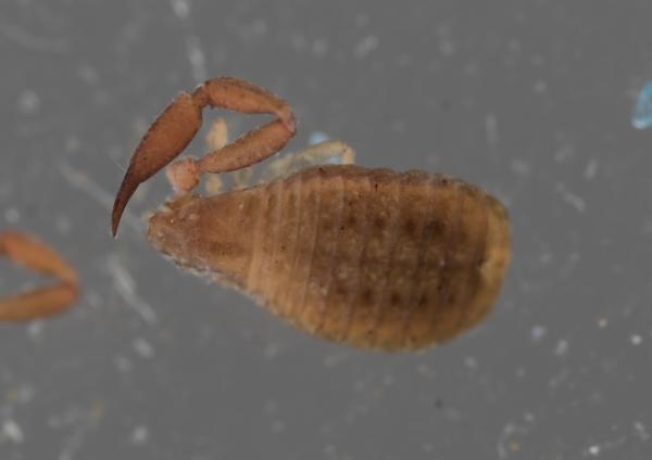 Pseudoscorpion dorsal view