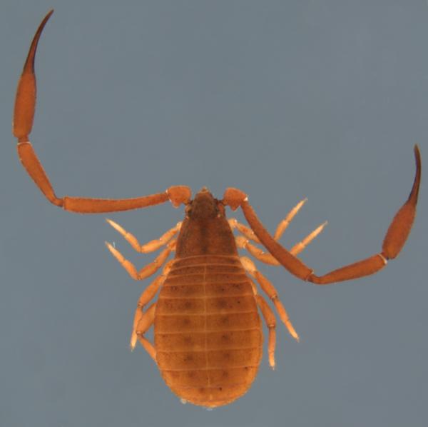 Pseudoscorpion dorsal view