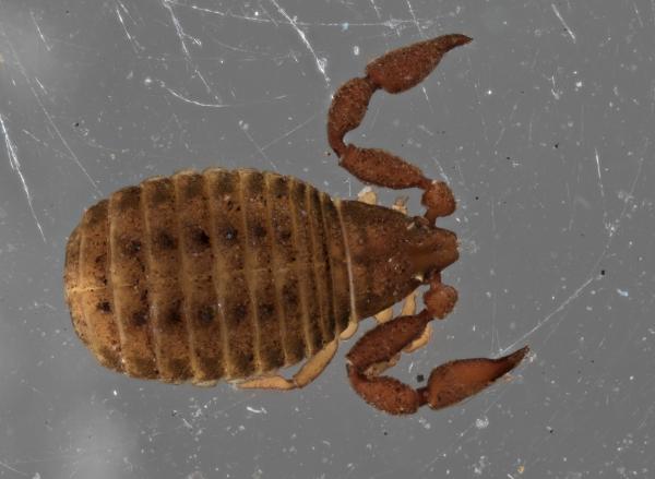 Pseudoscorpion dorsal view