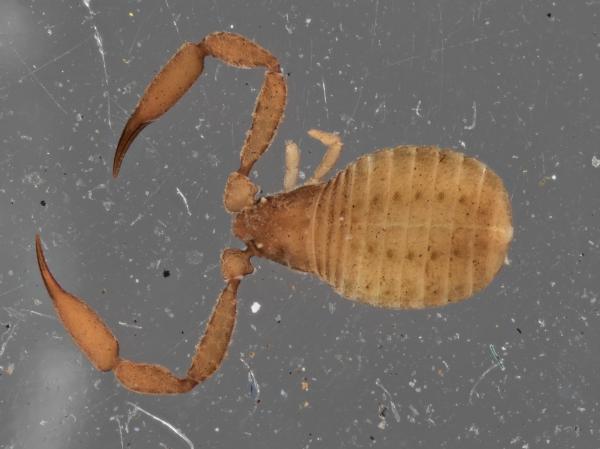 Pseudoscorpion dorsal view