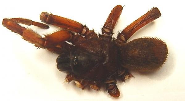 Image of spider