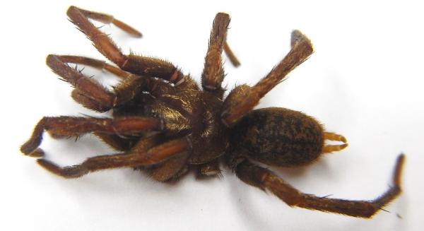 Image of spider