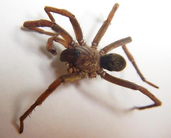 Image of spider