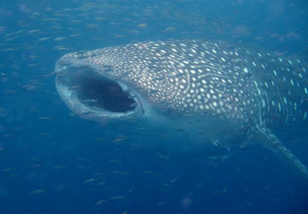 Image of <i>Rhincodon typus</i>