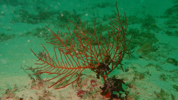 Image of <i>Pseudopterogorgia australiensis</i>