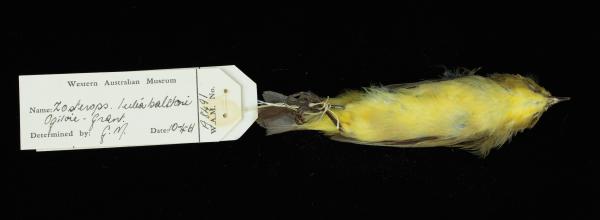 Bird ventral view