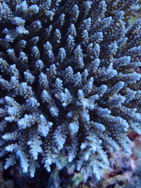 Image of <i>Acropora tenuis</i> in situ at Scott Reef