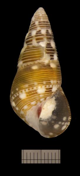 Image of <i>Diala albugo</i>, Rowley Shoals, WA