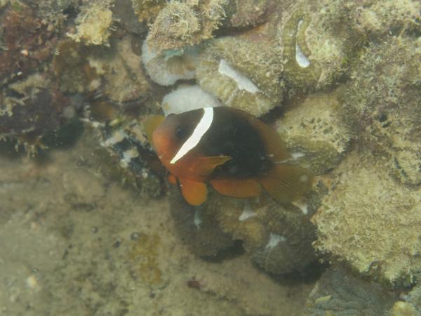 Photo of an Australian Anemonefish photographed at Flying Foam Passage in the Dampier Archipelago