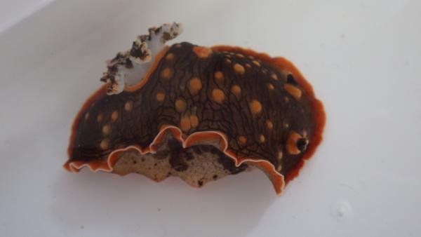 Image of <i>Aphelodoris karpa</i> from the Dampier Archipelago, WA