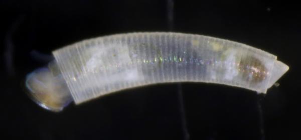 Image of <i>Caecum attenuatum</i> from Montebello Islands, WA