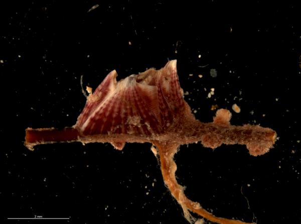 Photo of <i>Amphibalanus poecilotheca</i> attached to a branch of a gorgonian coral, collected from the Montebello Islands.