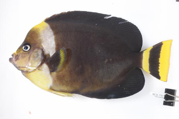 Photo of Yellowtail Angelfish collected from Legendre Island in the Dampier Archipelago