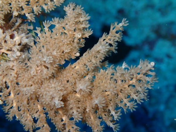 Image of Coelogorgia palmosa collected from the mid-shelf Echuca Shoals off the coast of Western Australia.