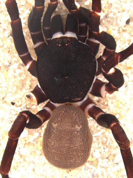 image of spider