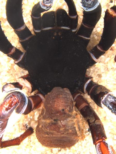 image of spider