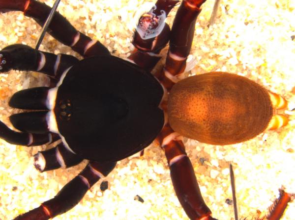 image of spider