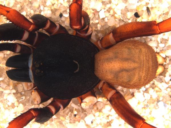 image of spider