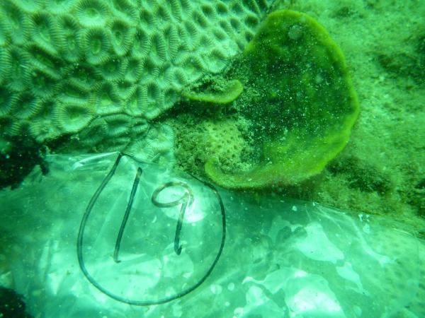 Image of <i>Cymbastela marshae</i> collected from Minden Reef near Fremantle