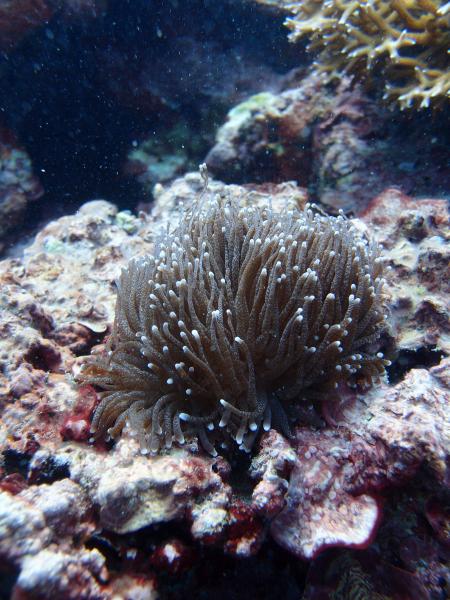 Image of <i>Euphyllia glabrescens</i> in situ