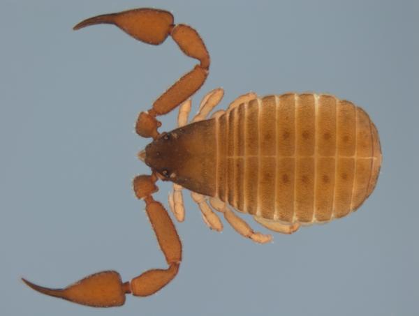 Pseudoscorpion dorsal view