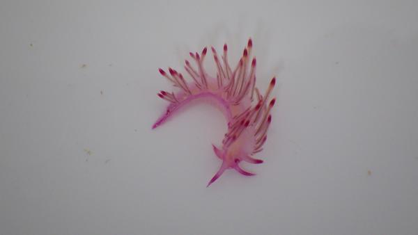 Image of <i>Flabellina rubrolineata</i> from the Dampier Archipelago, WA