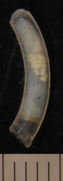 Image of <i>Caecum</i> cf. <i>folini</i> from Montebello Islands, WA