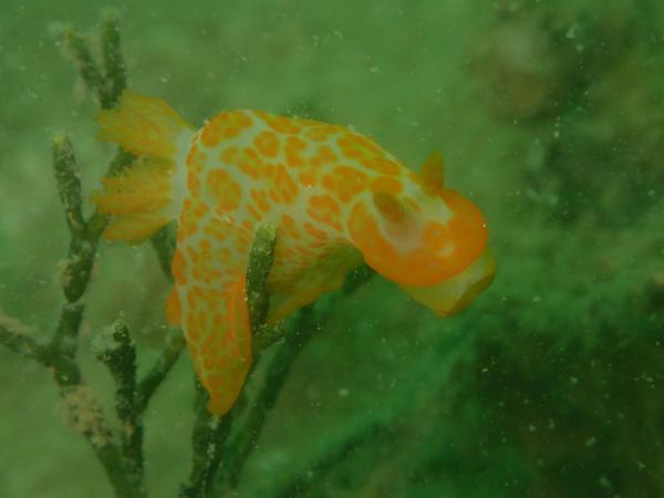 Image of <i>Gymnodoris rubropapulosa</i> from the Dampier Archipelago, WA