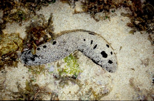  Image of <i>Holothuria (Halodeima) atra</i> in situ (Photo: WA Museum)